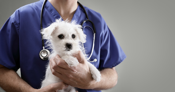 puppy and veterinarian